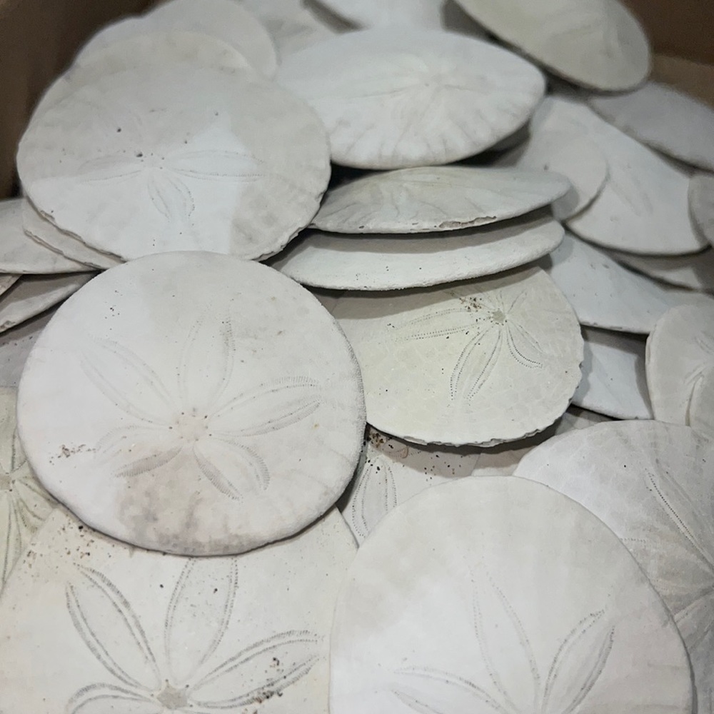 Pack of 20 Full California Sand Dollar Shells